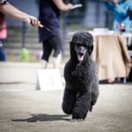 _MG_7391 copy